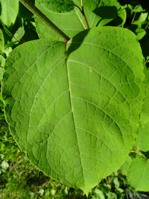 Image of Reynoutria &times; bohemica specimen.