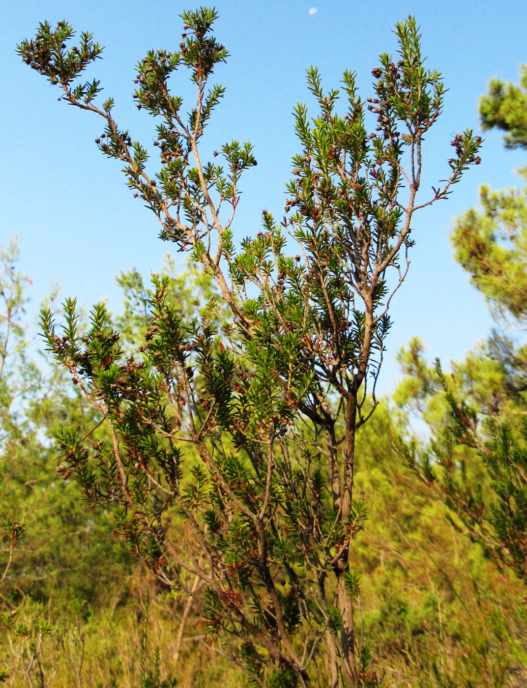 Image of Erica arborea specimen.