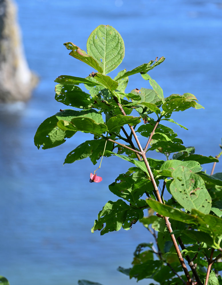 Image of Euonymus sachalinensis specimen.