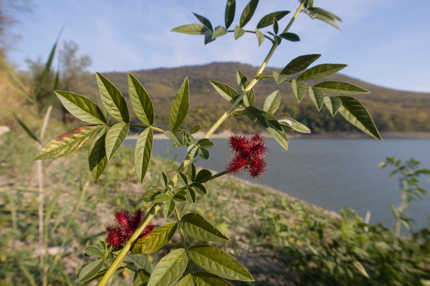 Изображение особи Glycyrrhiza echinata.