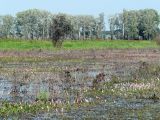 Persicaria amphibia