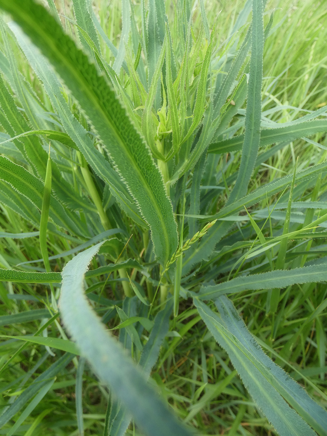 Image of Falcaria vulgaris specimen.