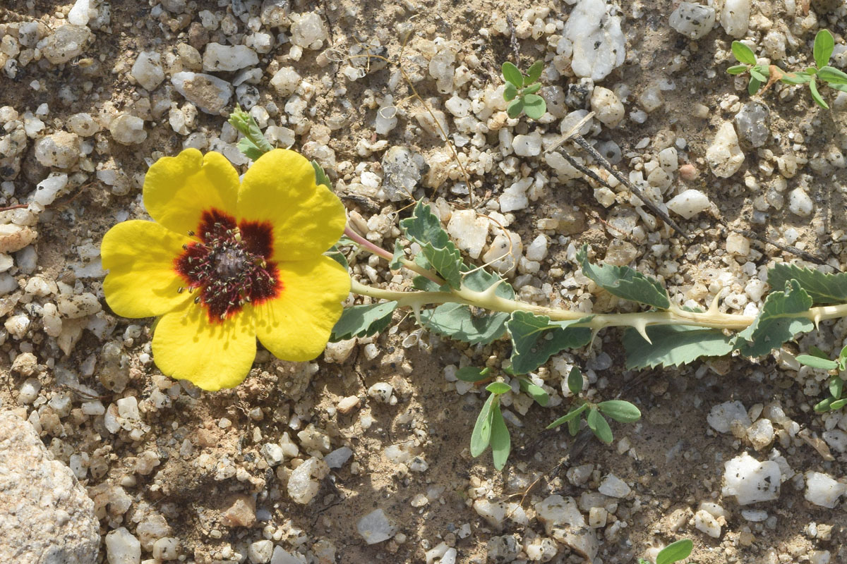 Image of Rosa persica specimen.