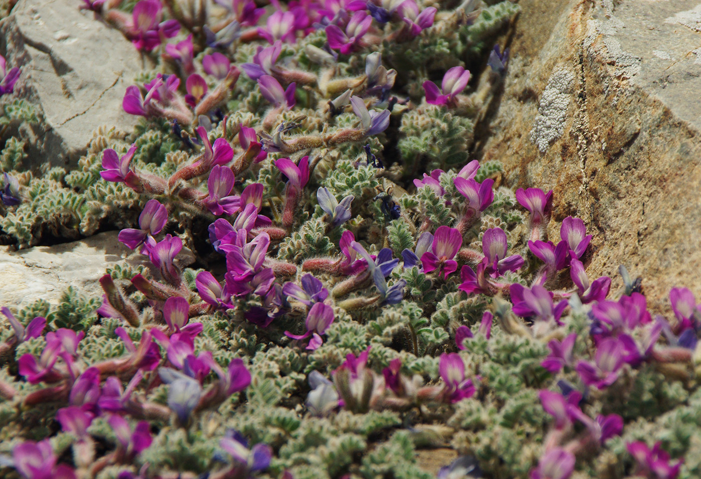 Изображение особи род Astragalus.