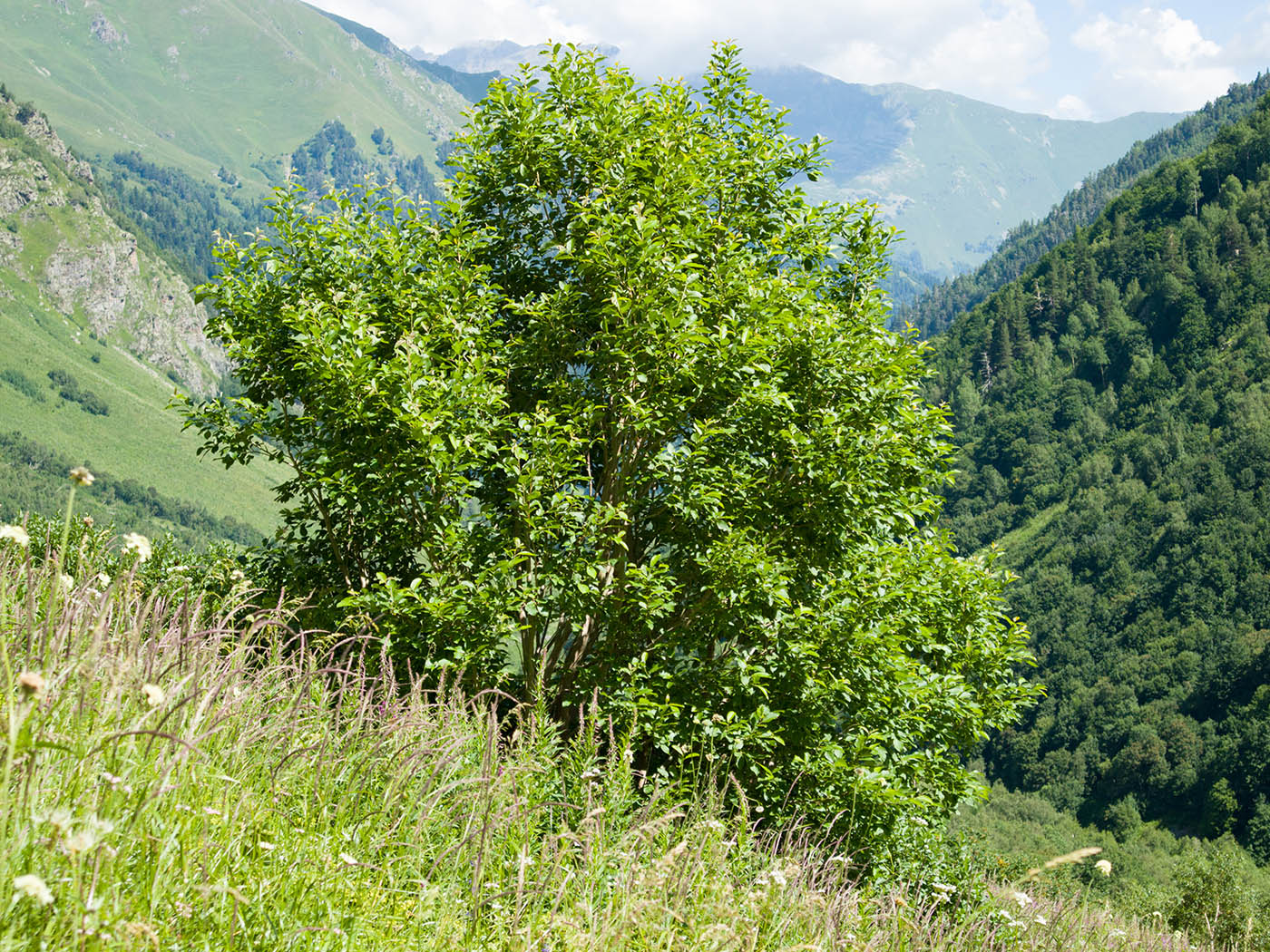 Image of Salix caprea specimen.