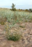 Hieracium umbellatum var. dunale