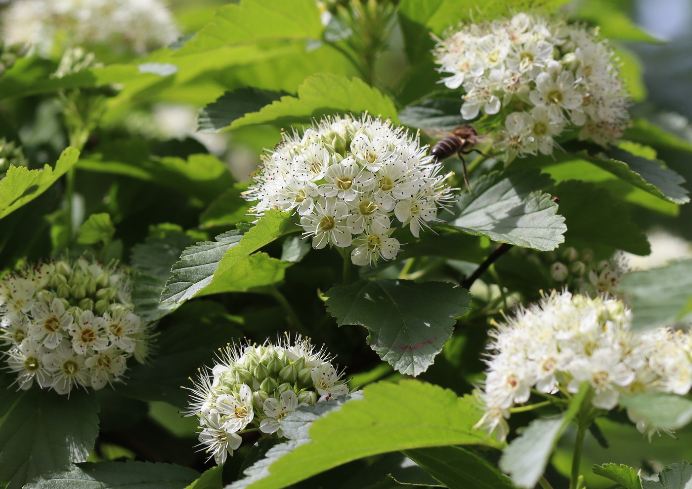 Изображение особи Physocarpus opulifolius.