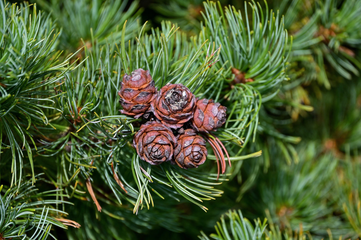 Image of Pinus pumila specimen.