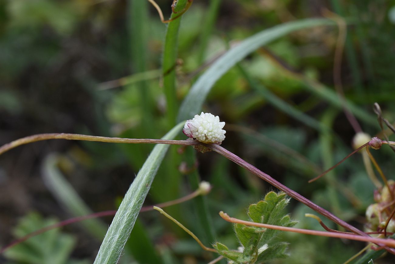 Image of genus Cuscuta specimen.