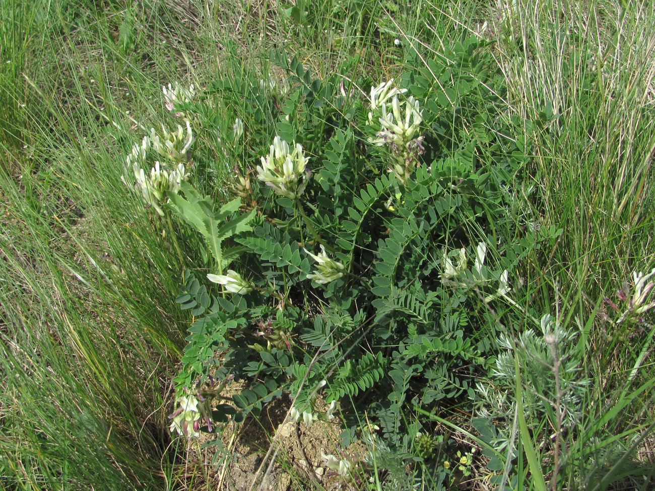 Изображение особи Astragalus demetrii.