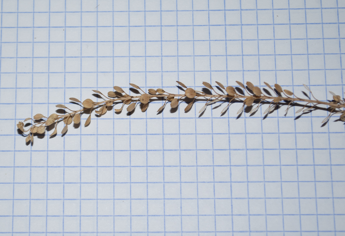 Image of Lepidium bonariense specimen.