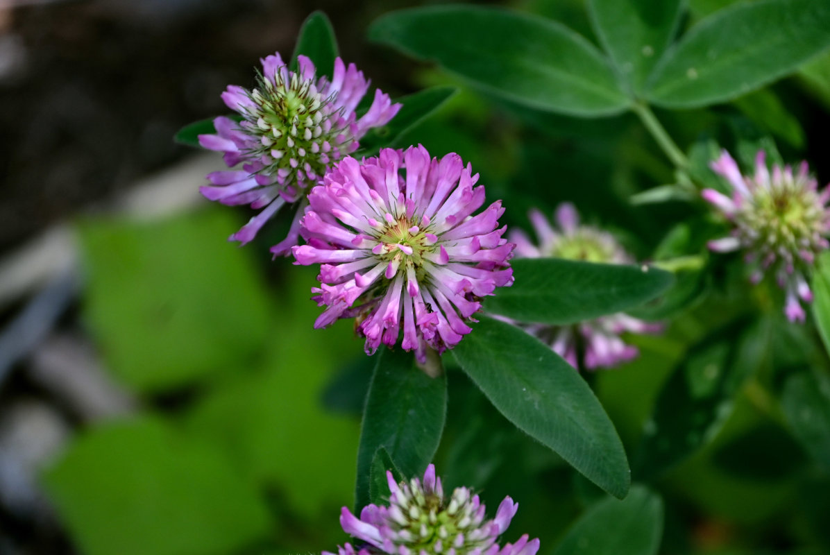 Image of Trifolium medium specimen.