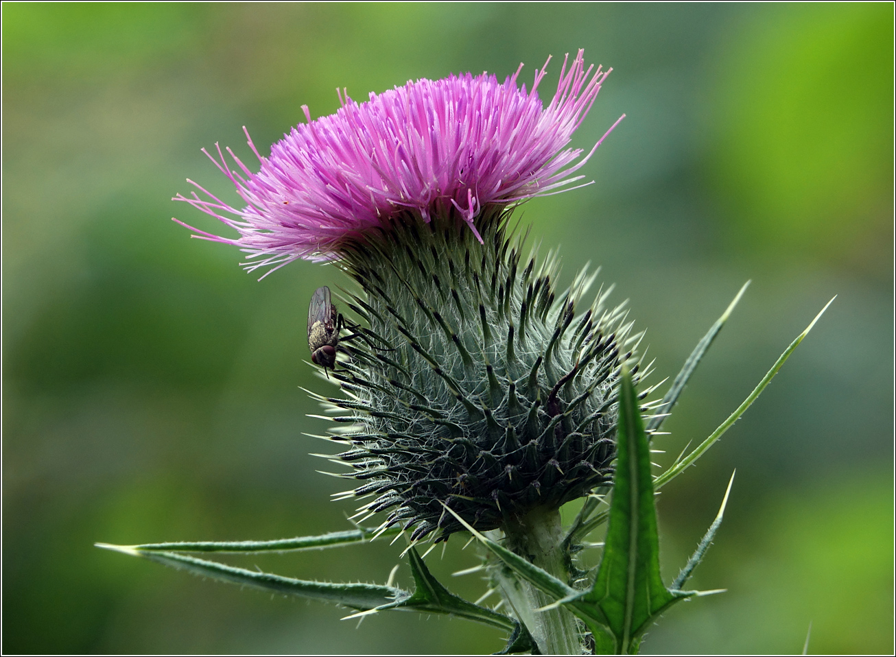 Изображение особи Cirsium vulgare.