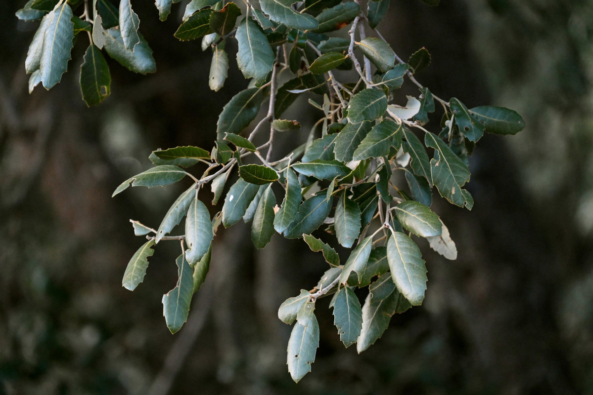 Image of Quercus rotundifolia specimen.