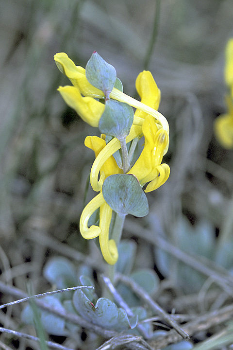 Image of Corydalis sewerzowii specimen.