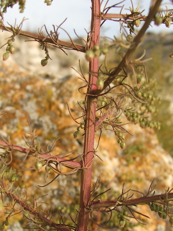 Image of Artemisia scoparia specimen.