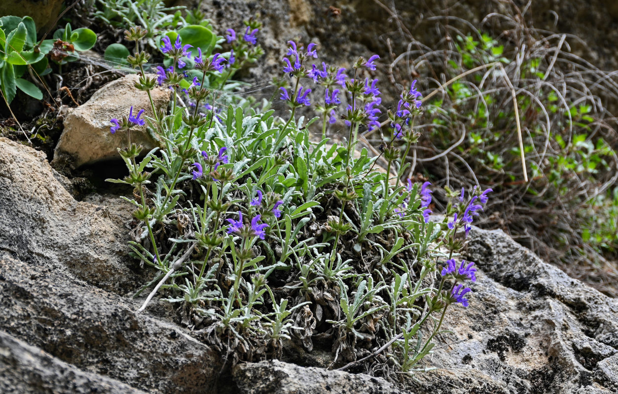 Image of Salvia canescens specimen.