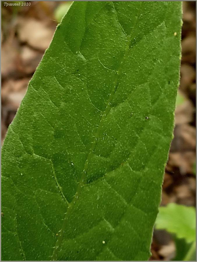 Image of genus Cirsium specimen.