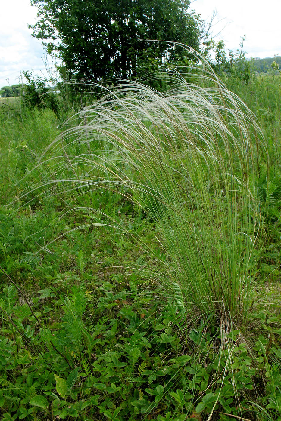 Image of Stipa pennata specimen.