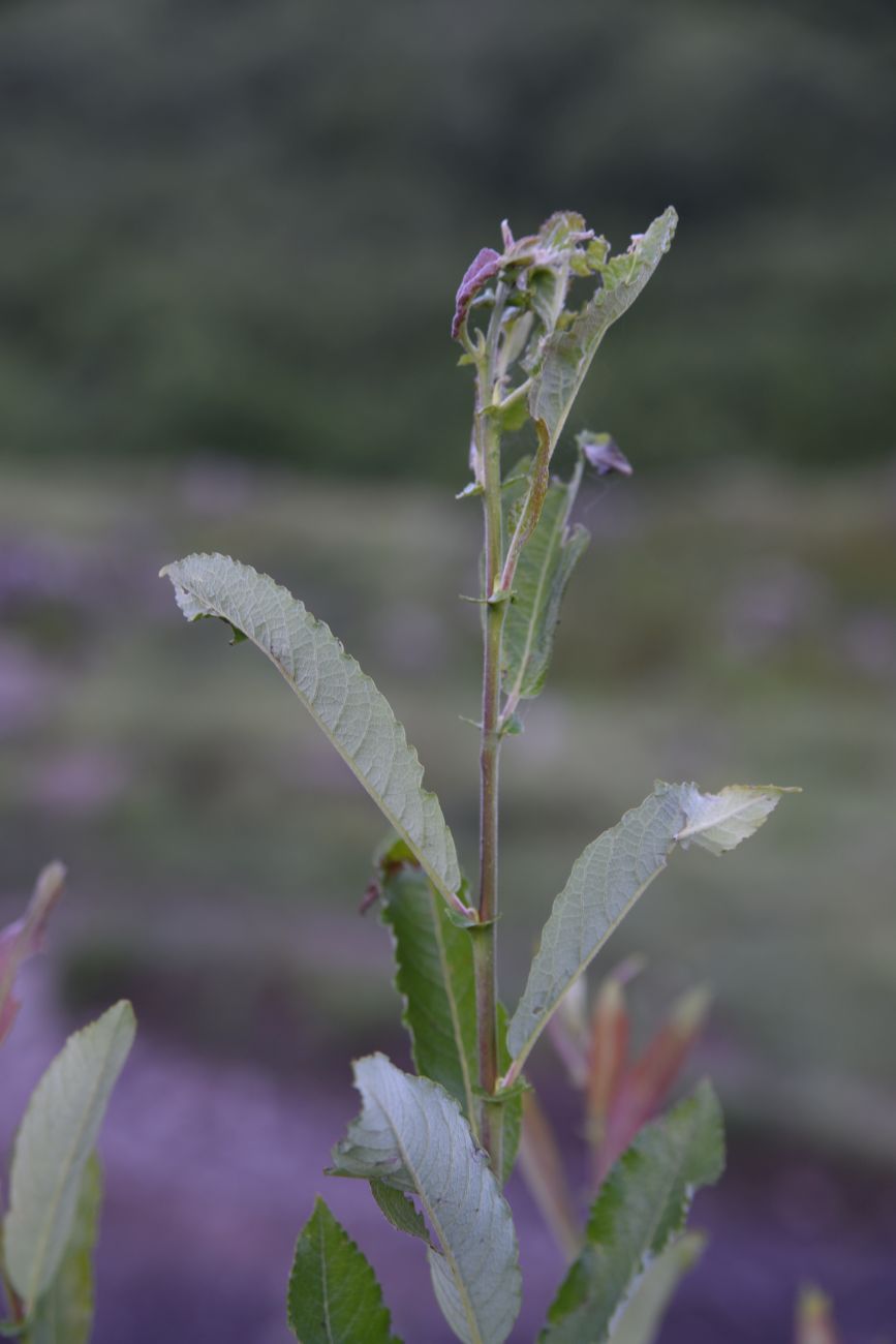 Image of genus Salix specimen.