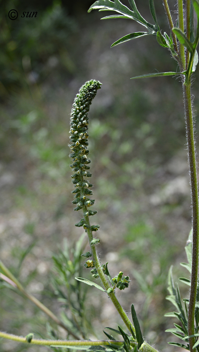 Image of Ambrosia artemisiifolia specimen.