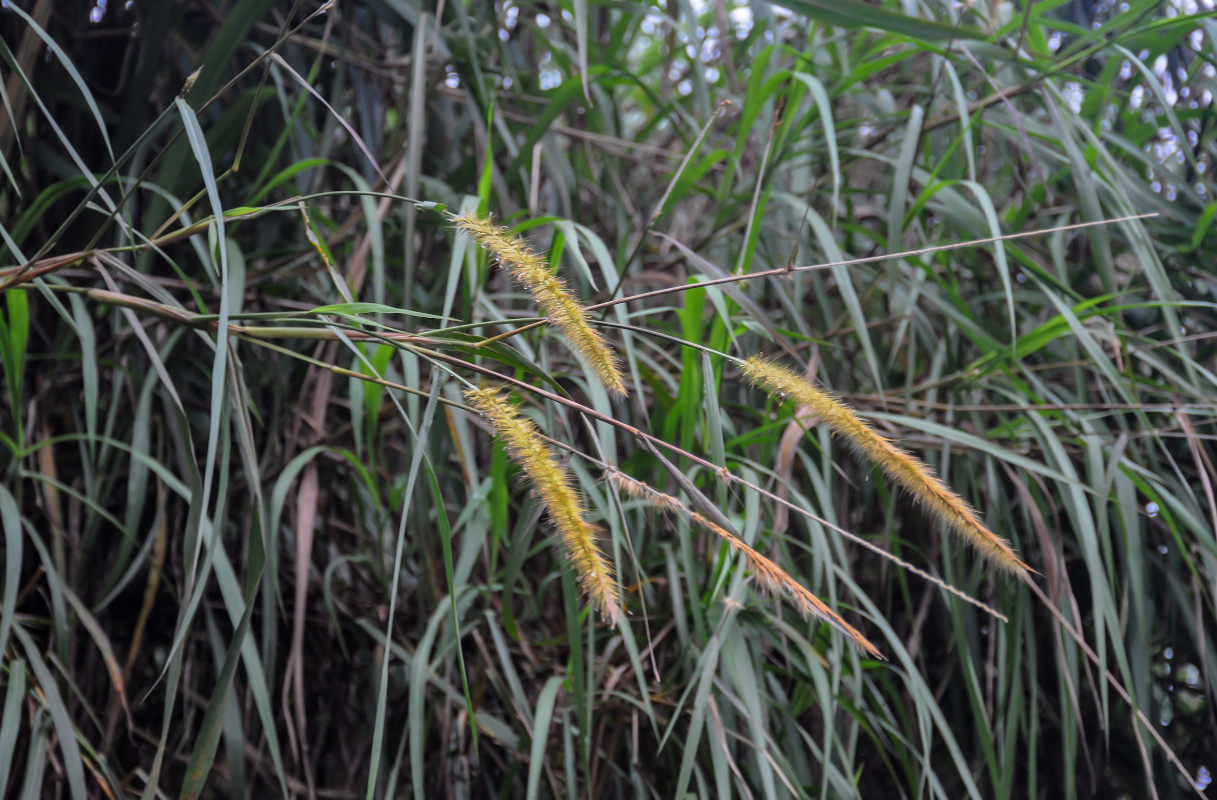 Изображение особи Pennisetum polystachion.