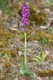 Anacamptis morio подвид caucasica. Цветущее растение (высота растения 26 см; длина соцветия 7,5 см). Республика Крым, г/о Судак, окр. пгт Щебетовка, З склон горы Папас-Тепе, выс. 246 м н.у.м., разреженный дубово-грабовый лес. 24 апреля 2024 г.