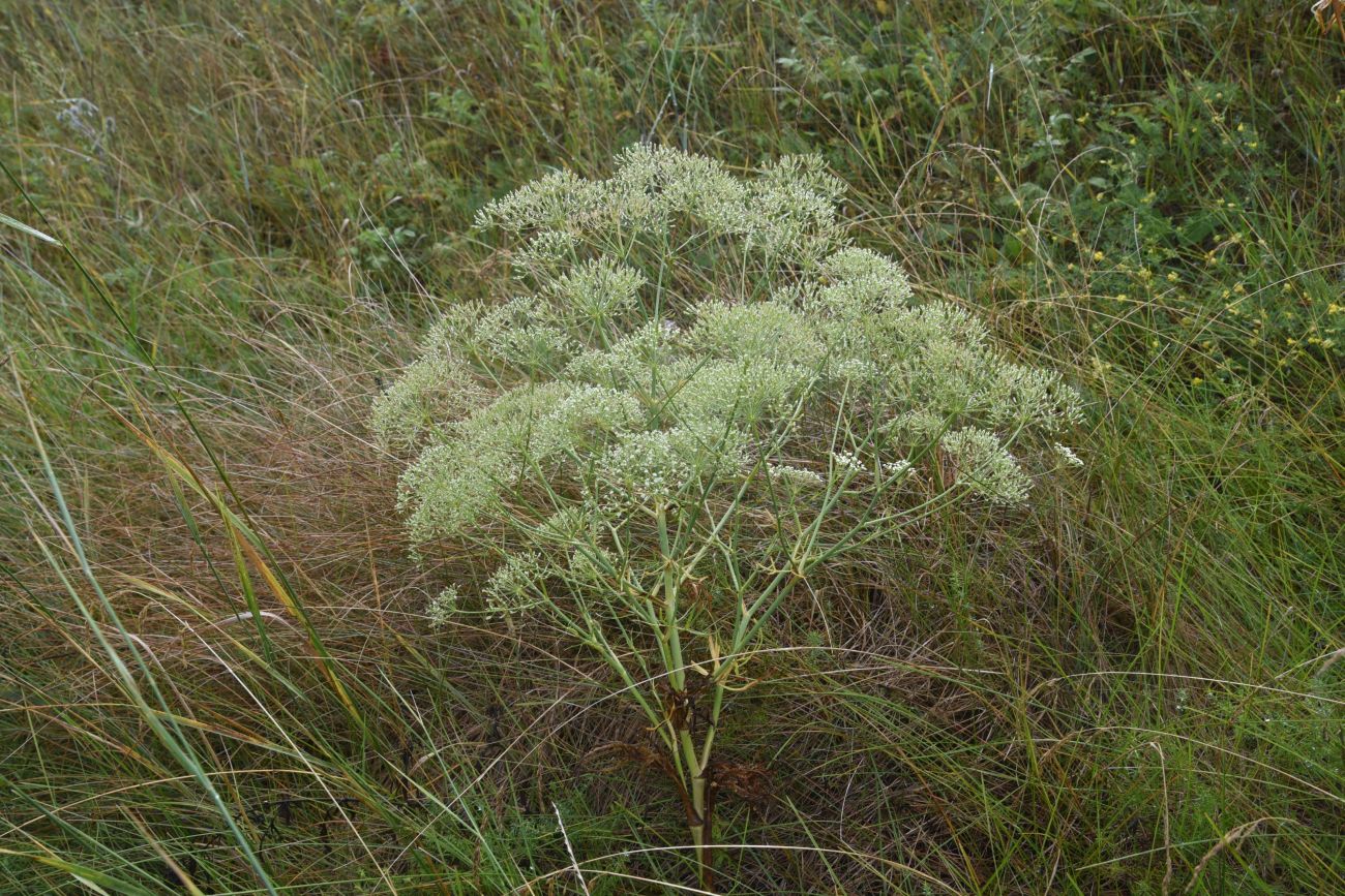 Изображение особи Falcaria vulgaris.