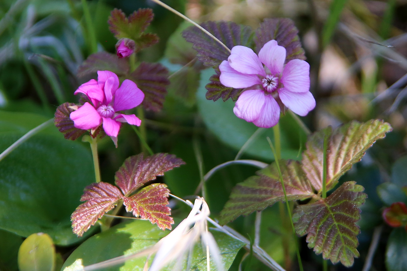 Изображение особи Rubus arcticus.