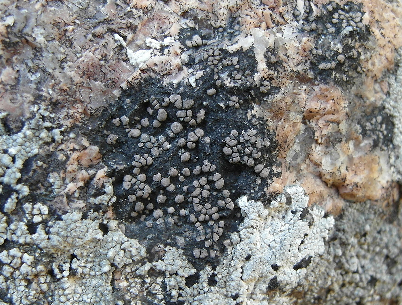 Image of Rhizocarpon eupetraeum specimen.