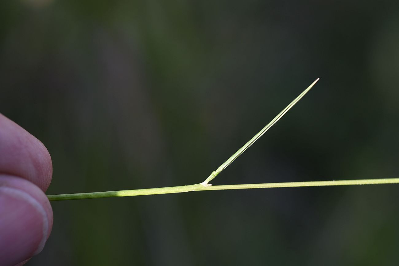 Image of familia Poaceae specimen.