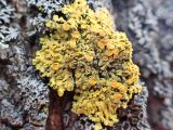 Xanthoria parietina. Таллом с апотециями. Хабаровский край, окр. г. Комсомольск-на-Амуре, смешанный лес, на стволе Populus. 23.04.2024.