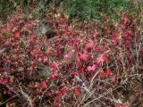 Geranium lucidum. Плодоносящие растения. Крым, Южный Берег, восточный склон горы Аю-Даг, поросший мхами каменистый склон. 25.05.2024.