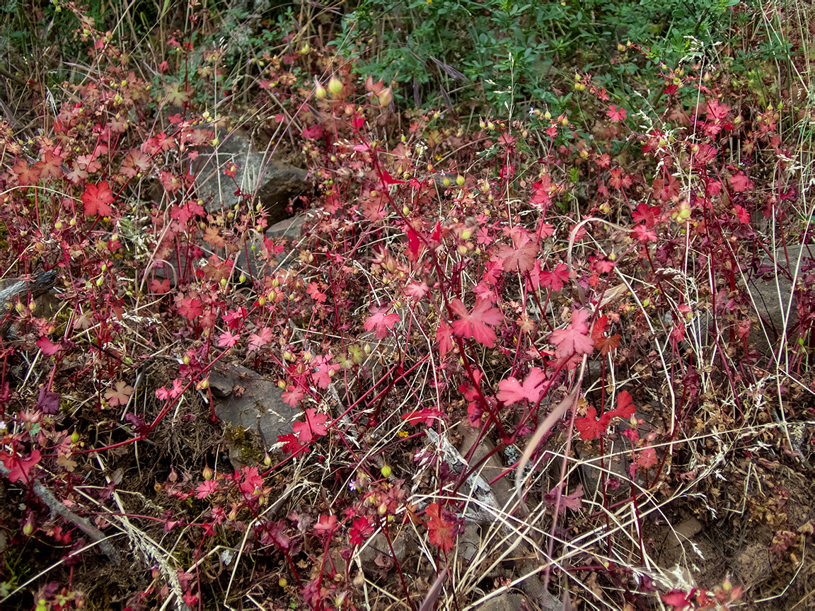 Изображение особи Geranium lucidum.