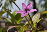 Pseuderanthemum laxiflorum