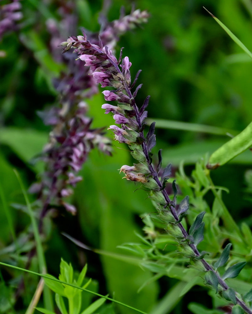 Изображение особи Odontites vulgaris.