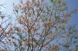 Delonix regia