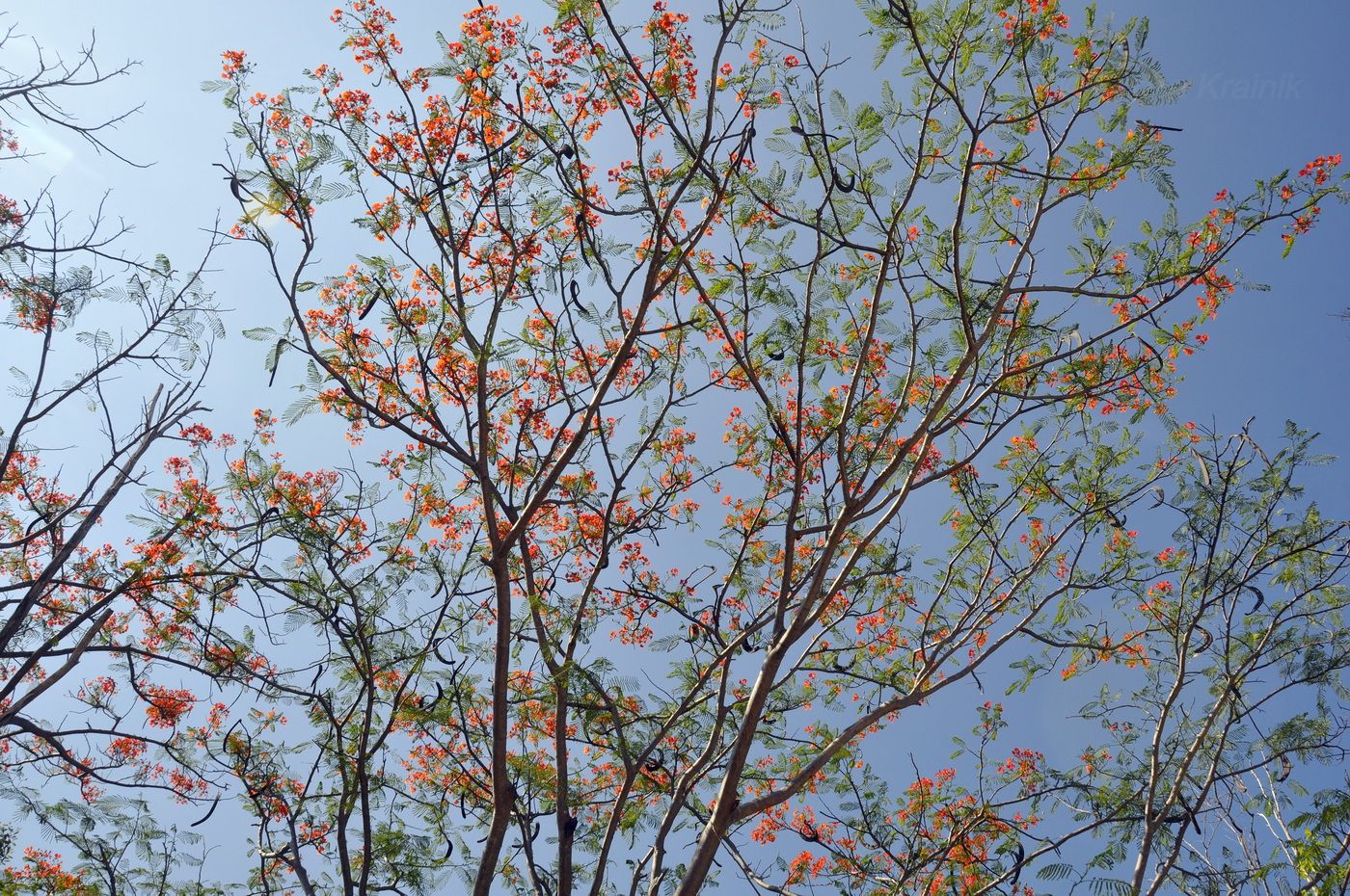 Image of Delonix regia specimen.