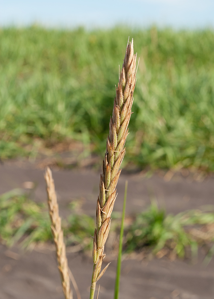 Image of Leymus mollis specimen.