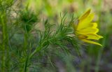 Adonis vernalis. Верхушка побега с цветком. Башкирия, Учалинский р-н, Тунгатаровский сельсовет, окр. дер. Яльчигулово, разреженный березняк. 26 мая 2024 г.