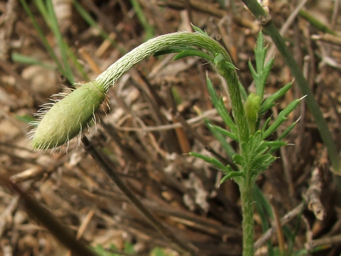 Изображение особи Papaver minus.