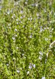 Veronica serpyllifolia