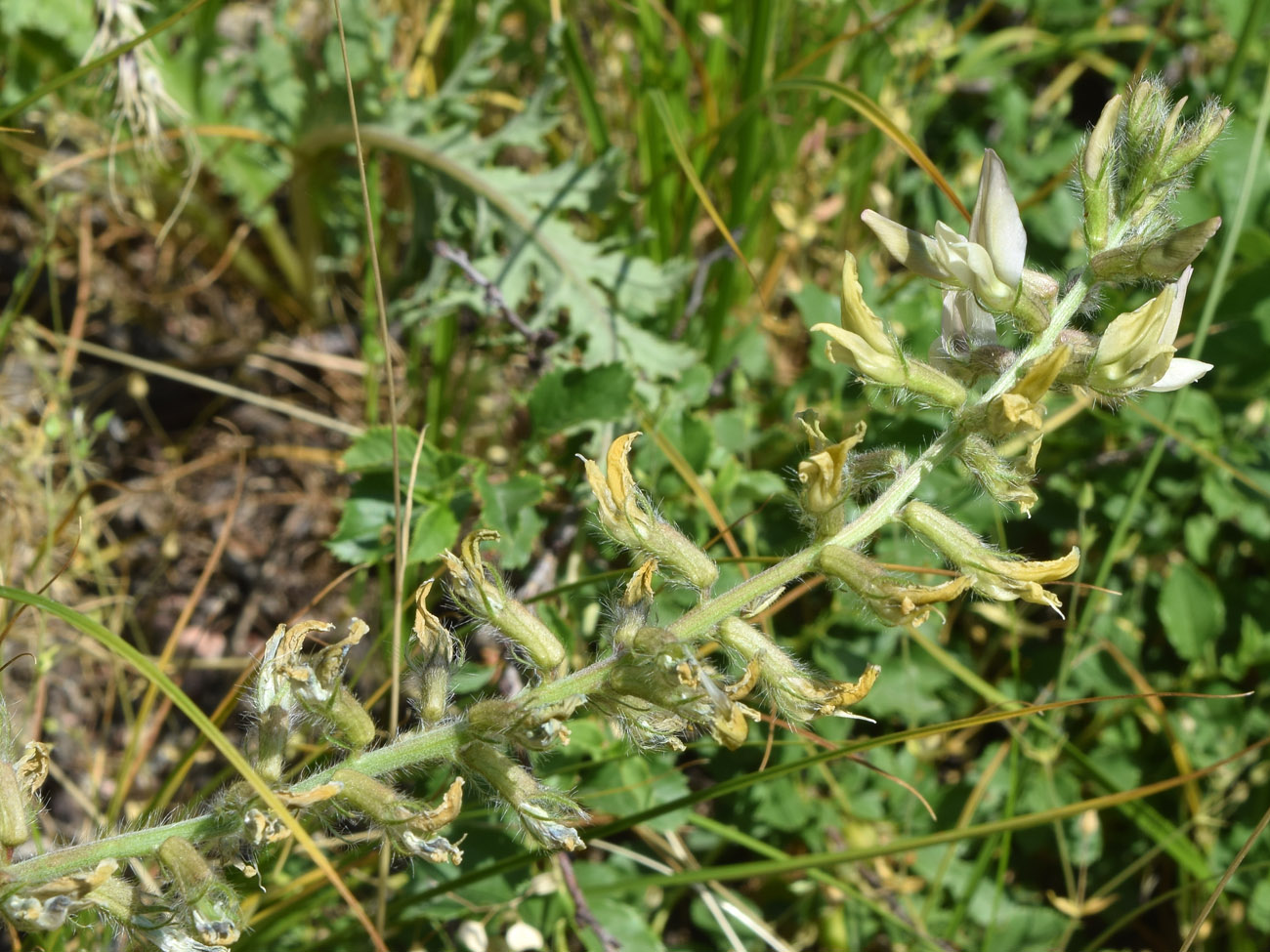 Image of Oxytropis pilosissima specimen.