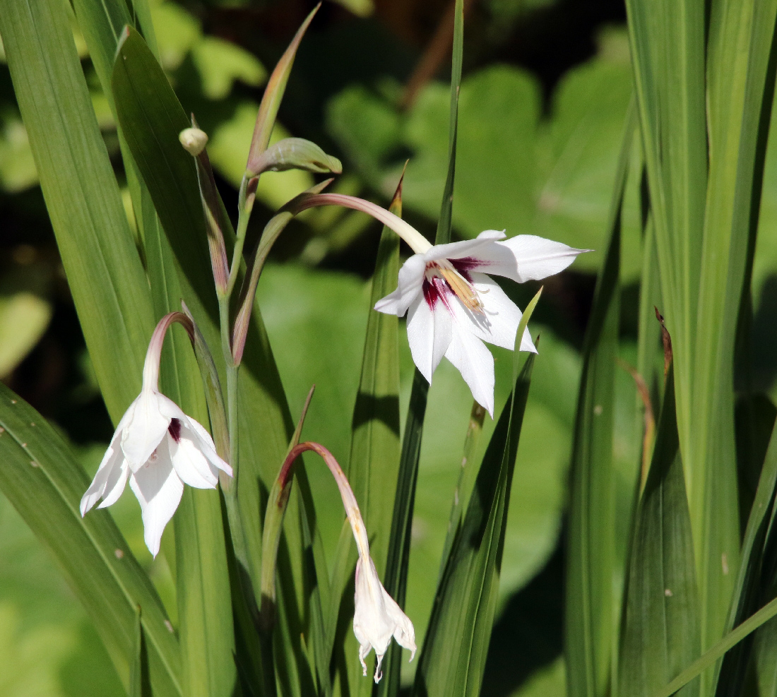 Изображение особи Gladiolus murielae.