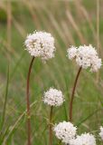 Valeriana tuberosa. Верхушки побегов с соцветиями. Казахстан, Восточно-Казахстанская обл., Глубоковский р-н, окр. с. Кожохово, степь. 04.05.2024.