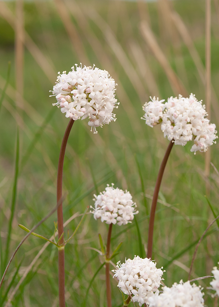 Изображение особи Valeriana tuberosa.