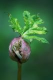 Heracleum dissectum