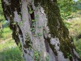 Смотреть изображение Carpinus betulus