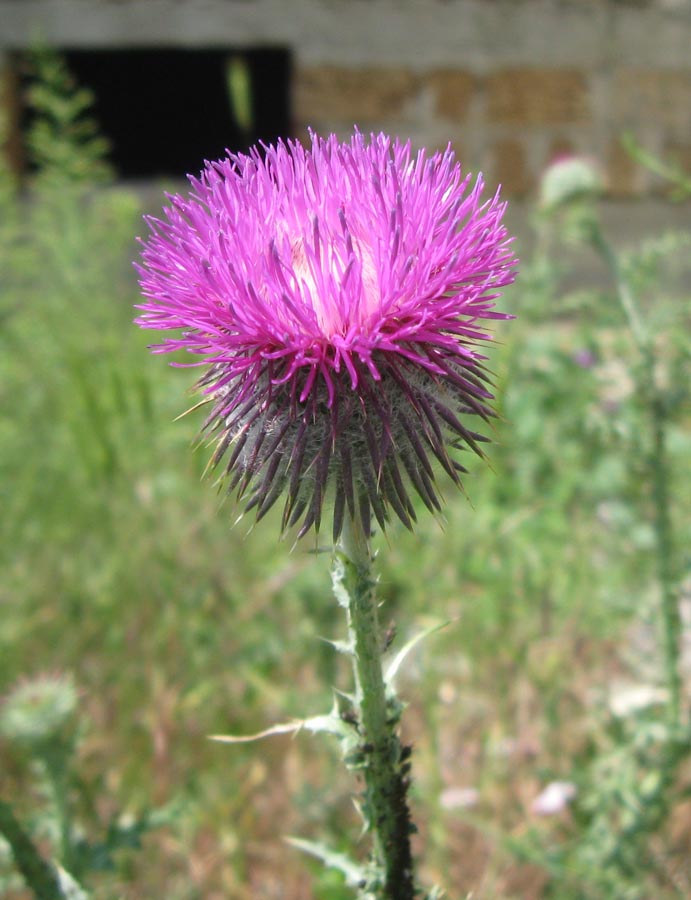 Image of Carduus uncinatus ssp. davisii specimen.