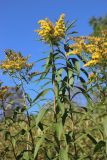 View full-size image Solidago canadensis